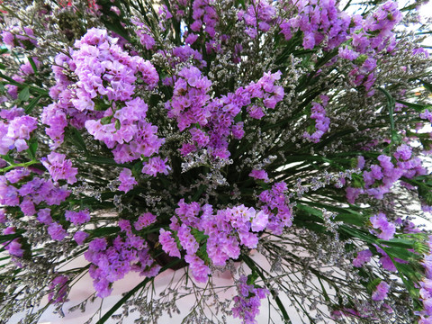 薰衣草