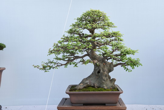 盆景盆栽