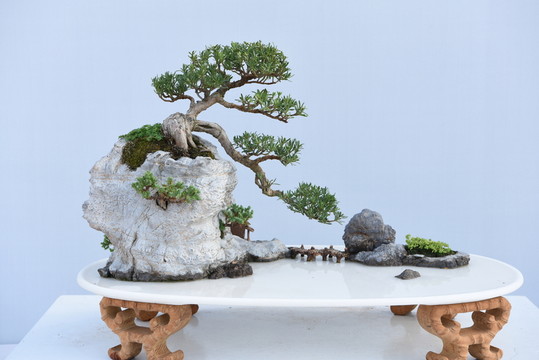 盆景盆栽
