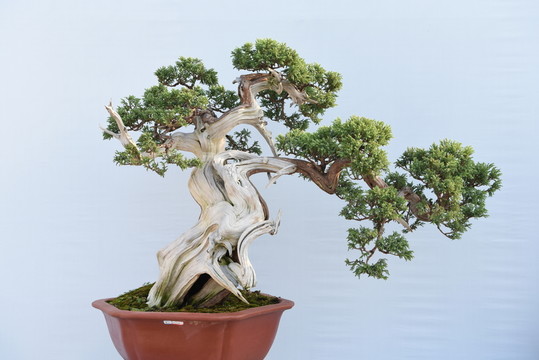 盆景盆栽