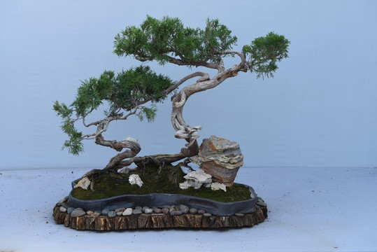盆景盆栽