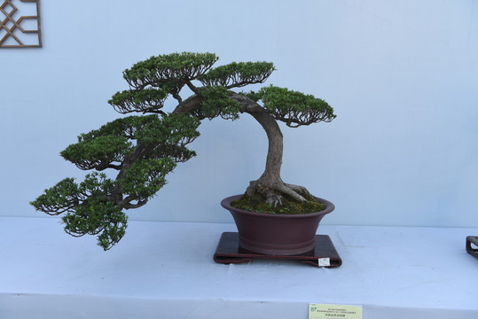 盆景盆栽