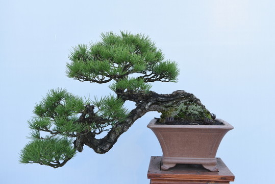 盆景盆栽