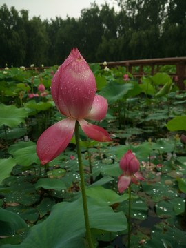荷花