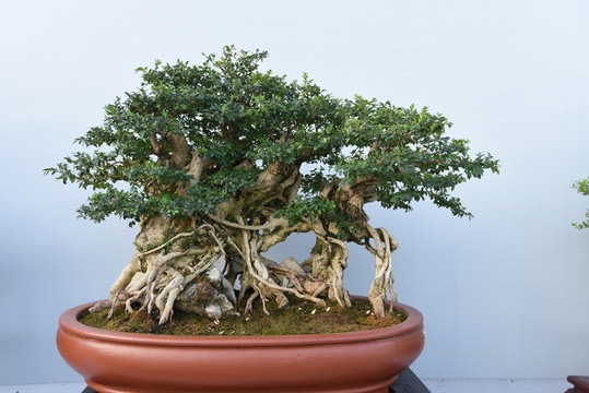盆景盆栽