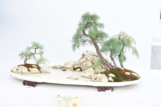 盆景盆栽