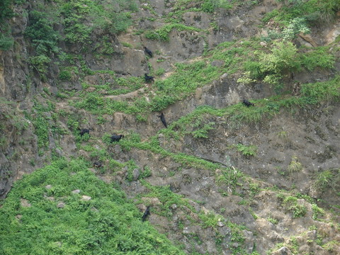 高山羊
