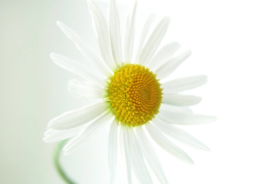 mageritenblüTE