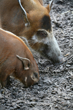 pinselohrschwein