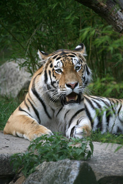 amurtiger