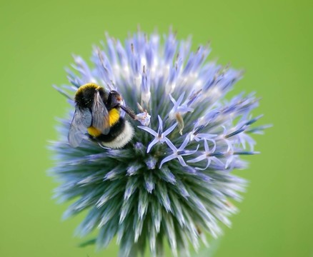 kugeldistel