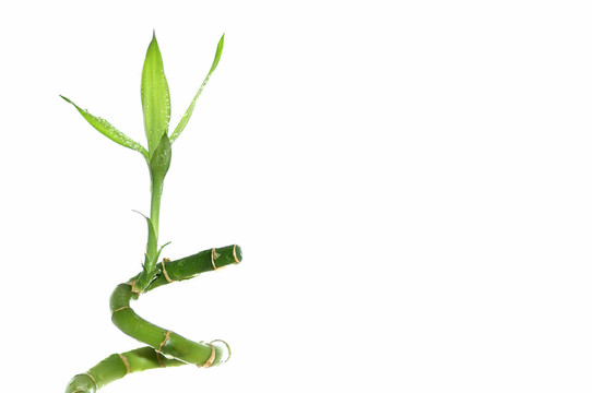 幸運(yùn)竹橫