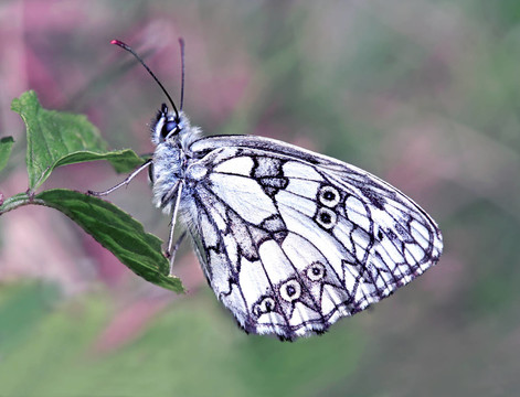 schachbrettfalter