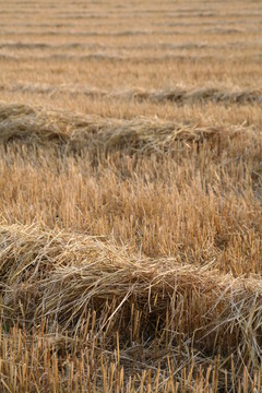 abgeerntet