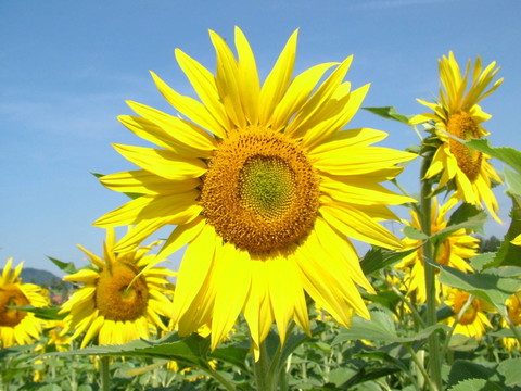 花