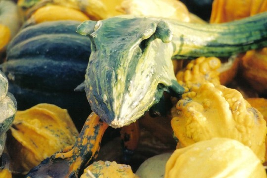 zierkü打點(diǎn)是神話中的生物