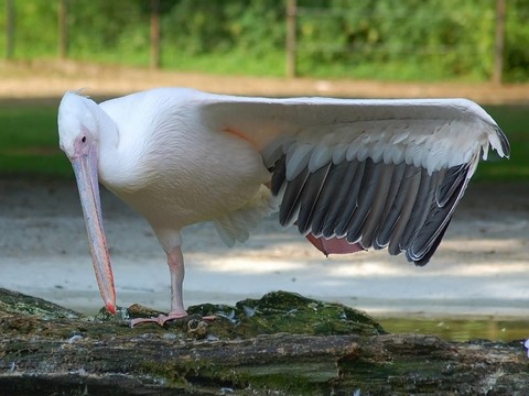 鳥