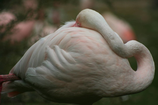 鳥