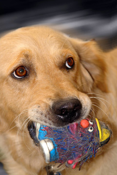 apportierender金毛獵犬