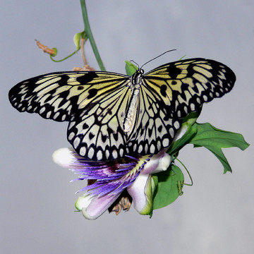 開(kāi)花