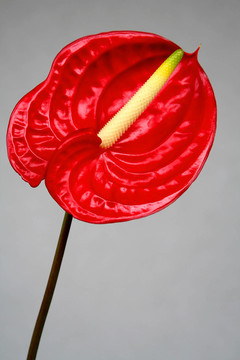 異國(guó)情調(diào)的美麗
