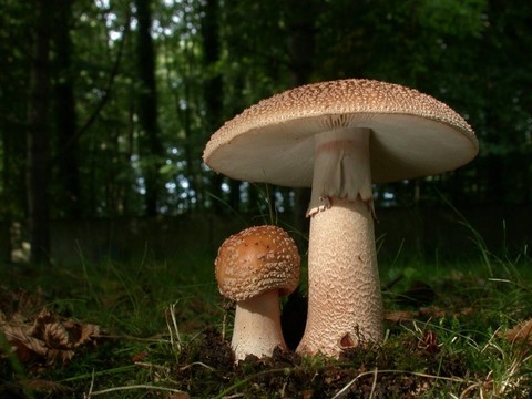 perlpilz -食用—
