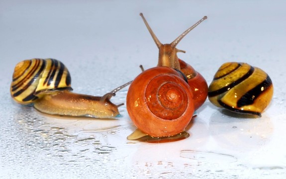 Cepaea