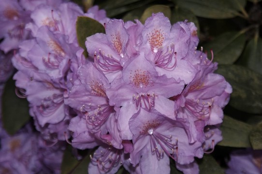 杜鵑花- 1