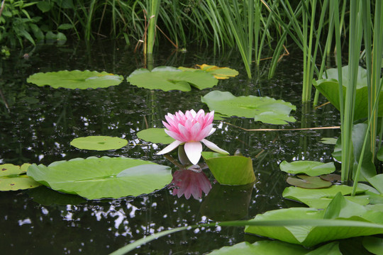 莉莉池塘睡蓮colorata