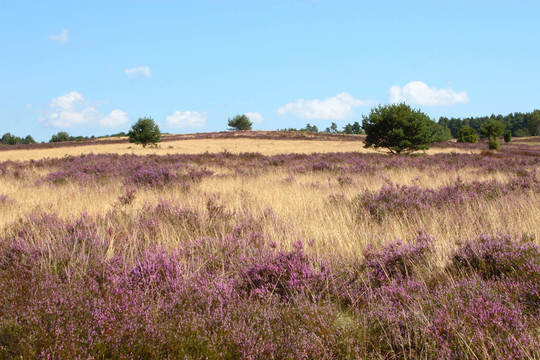我üneburg Heath。圖片4