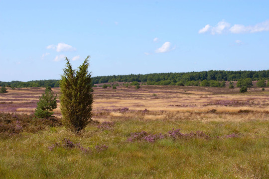我üneburg Heath。圖片8