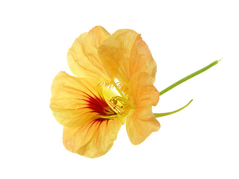 金蓮花01