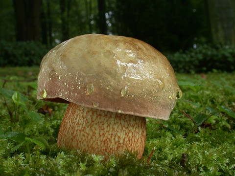 netzstieliger牛肝菌-老板