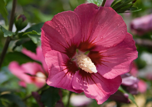 芙蓉花4