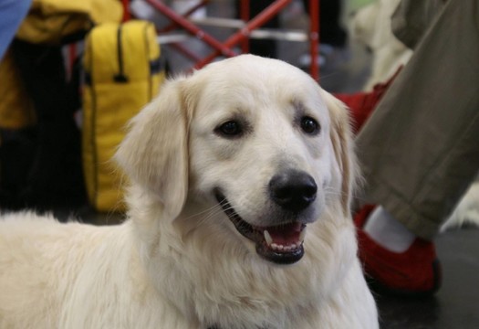 金毛獵犬