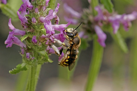 wollbiene Anthidium，蜜蜂，樹(shù)脂