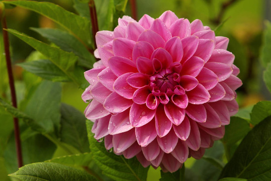 花園