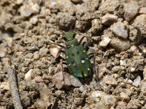 Cicindela campestris Cicindela campestris