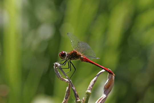 sympetrum sanguineum，鏢鱸