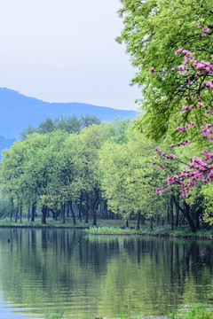 西湖晨景