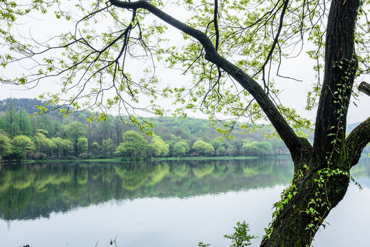 西湖晨景