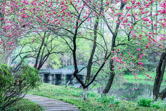 西湖晨景