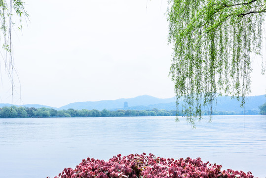 湖邊垂柳