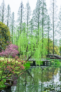 西湖晨景