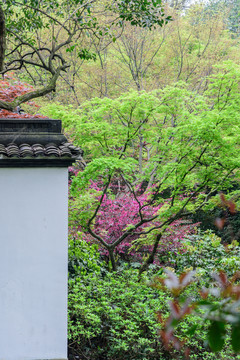 園林景觀