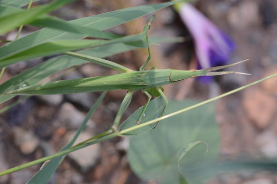 蝗蟲(chóng)