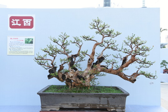 盆景盆栽