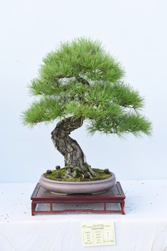 盆景盆栽