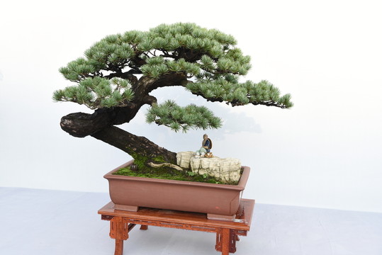 盆景盆栽