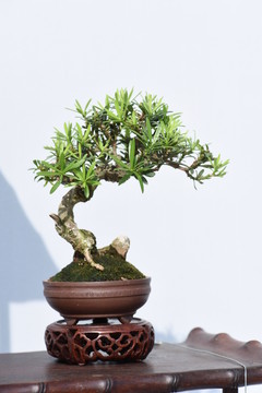 盆景盆栽